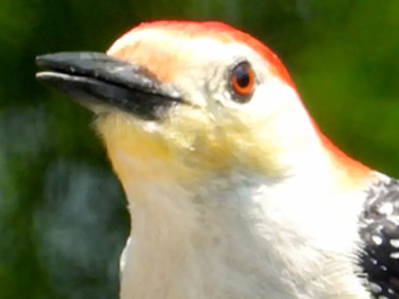 Red Bellied Woodpecker