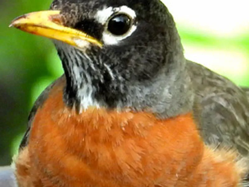 American Robin