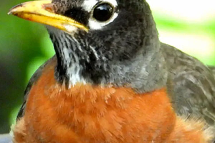 American Robin