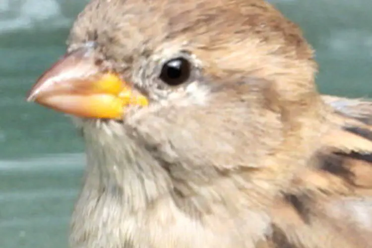 Song Sparrow