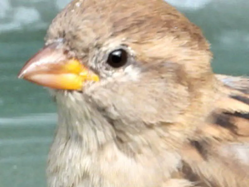 Song Sparrow