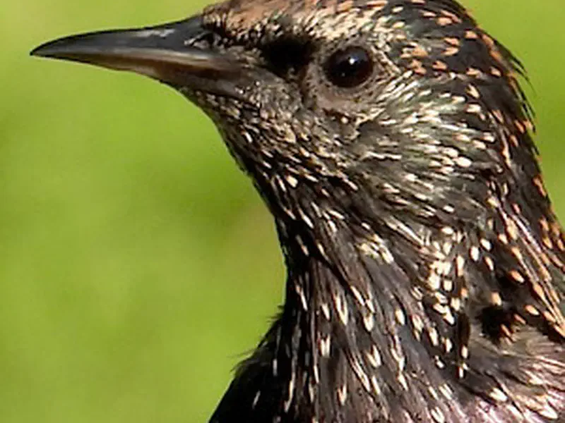 European Starlings