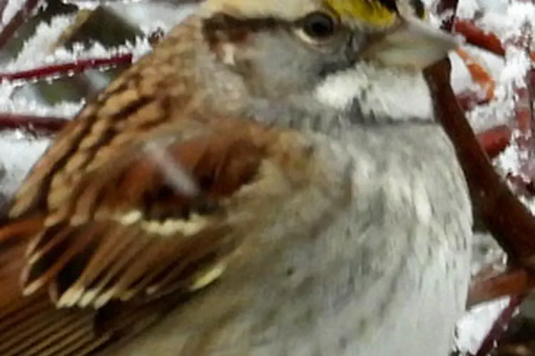 White Throated Sparrow