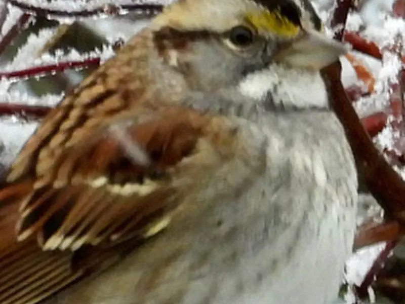 White Throated Sparrow