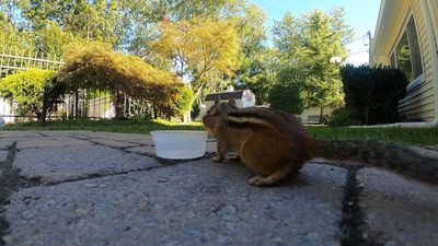 /images/birds/chipmunk-lunch/011 chipping looking for more.jpg