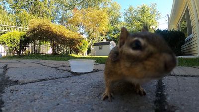 /images/birds/chipmunk-lunch/012 chippy close up.jpg