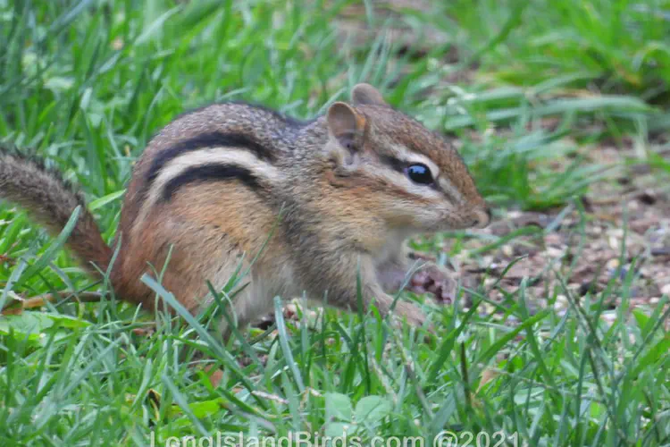 Chipmunks