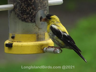 /images/birds/goldfinch/dscn1945.jpg