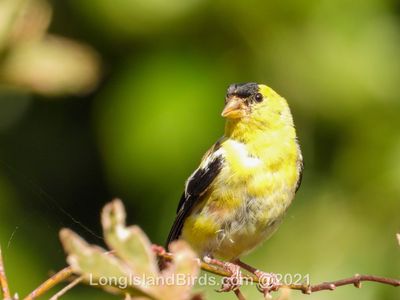 /images/birds/goldfinch/dscn2047.jpg