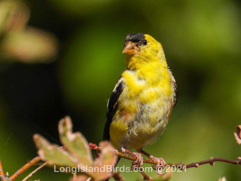 /images/birds/goldfinch/goldfinch.jpg