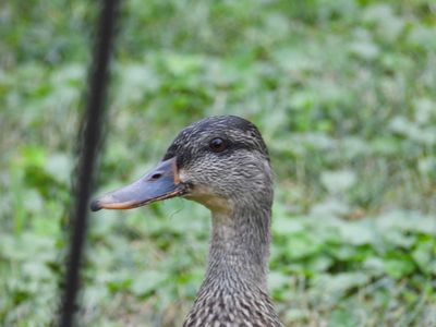 /images/birds/mallard-duck-visiting/dscn5535.jpg