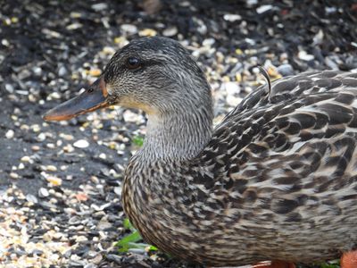 /images/birds/mallard-duck-visiting/dscn5552.jpg