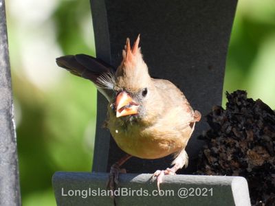 /images/birds/northerncardinal-female/dscn2040.jpg