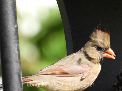 /images/birds/northerncardinal-female/dscn2041.jpg
