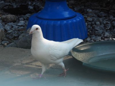 /images/birds/pigeon/dscn5568.jpg