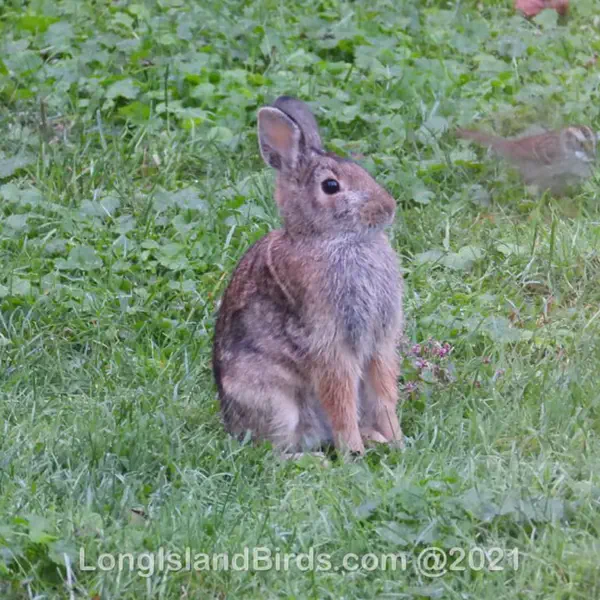 Rabbits