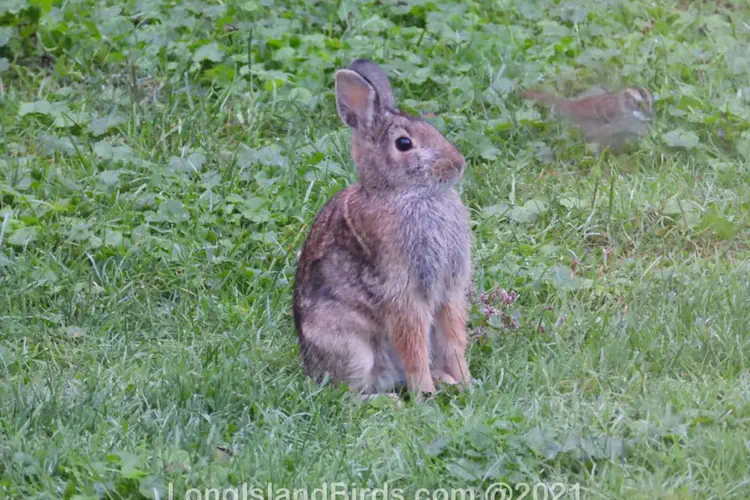 Rabbits