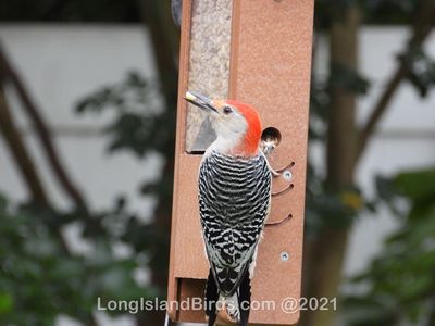 /images/birds/redbelliedwoodpecker/dscn2108.jpg