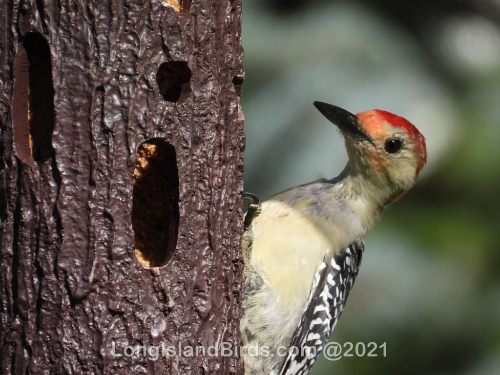 /images/birds/redbelliedwoodpecker/redbelliedwoodpecker.jpg