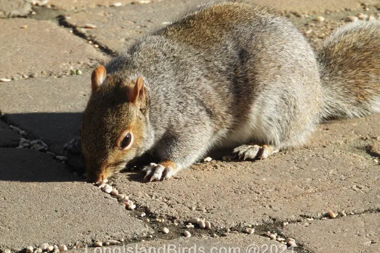 Squirrels