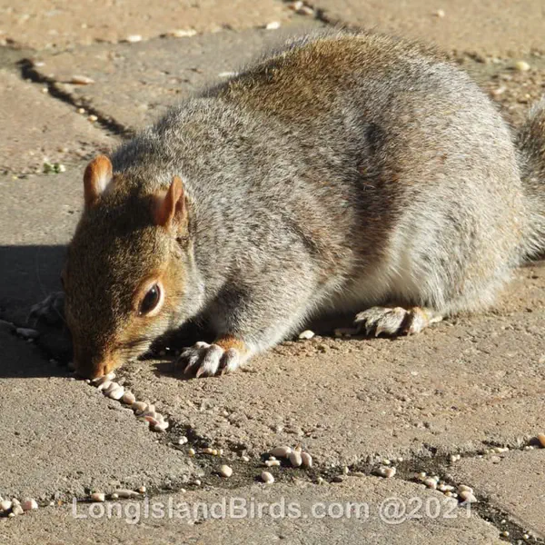 Squirrels