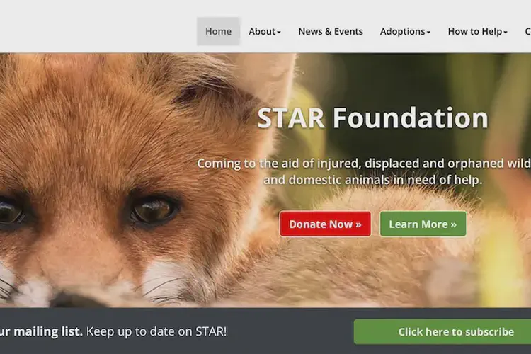Star Foundation